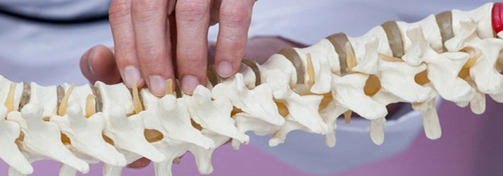 A close‑up view of a person’s hand examining a detailed anatomical model of the human spine